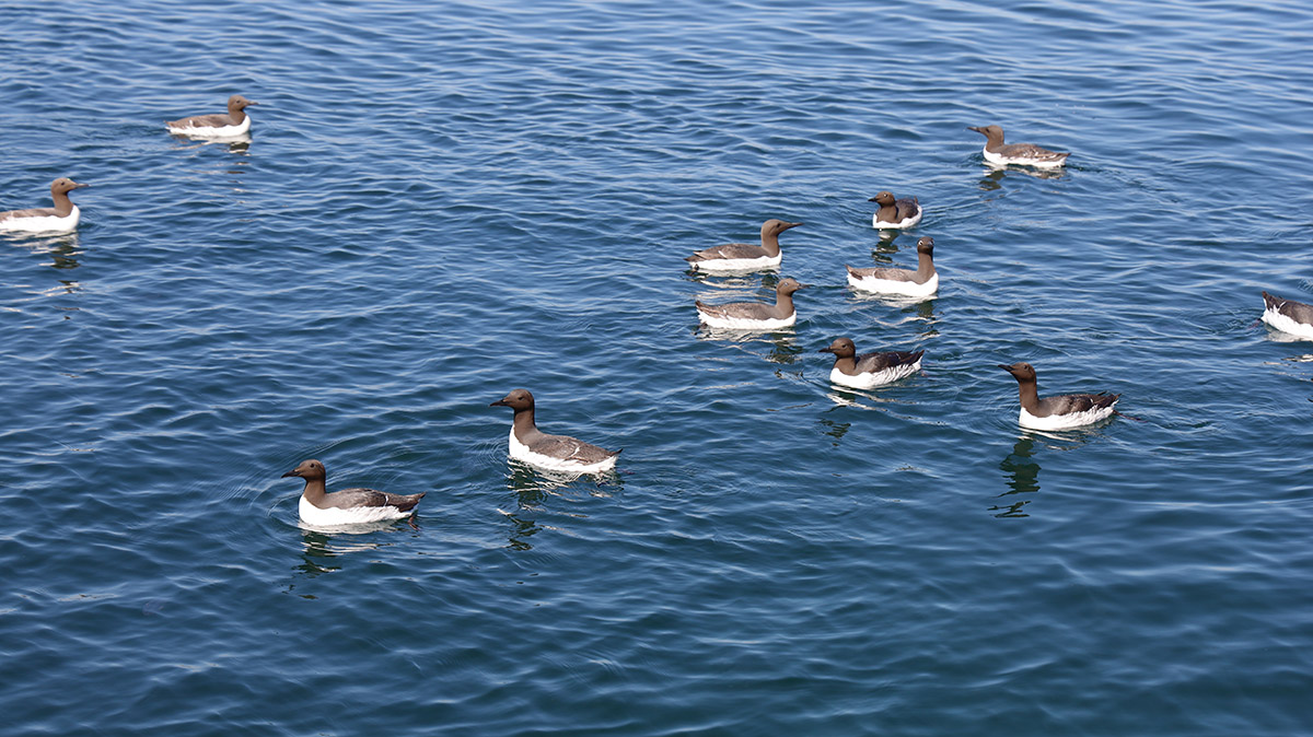 Zeekoeten bij de Farne Islands